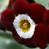 Auricula Cheyenne Abriachan Nurseries